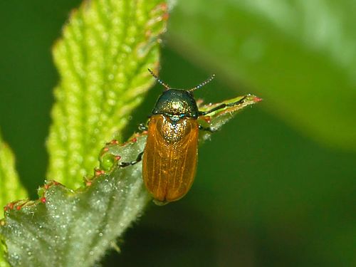 Labidostomis longimana